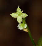 Licorice bedstraw